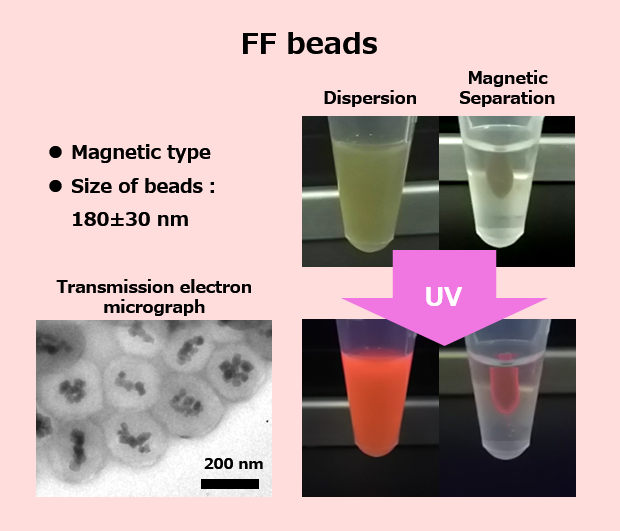 Comparison of FF beads and FS beads